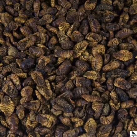 Ličinke sviloprejke 1L