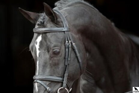 Používanie uzdy pre kone