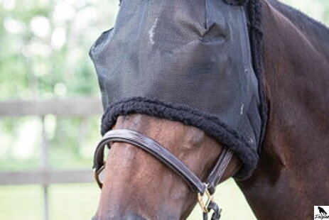 Hmyz v očiach koní 